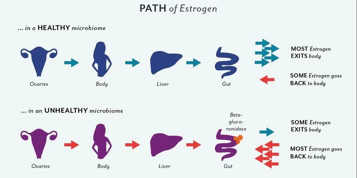 The estrobolome and oestrogen metabolism