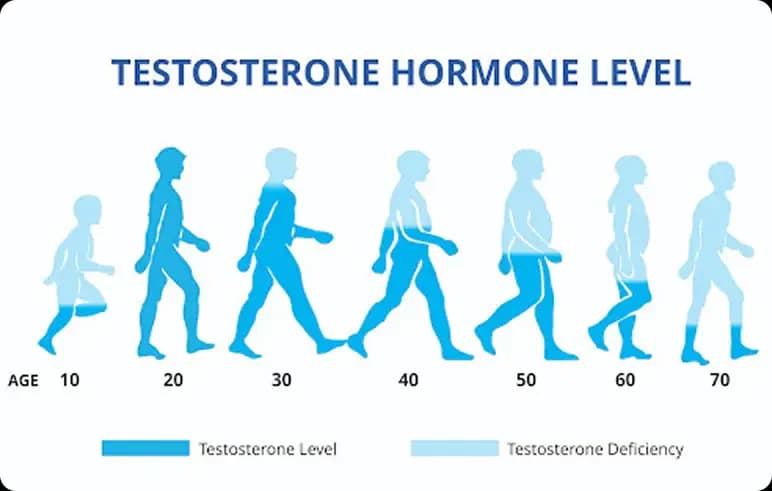Testosterone levels chart